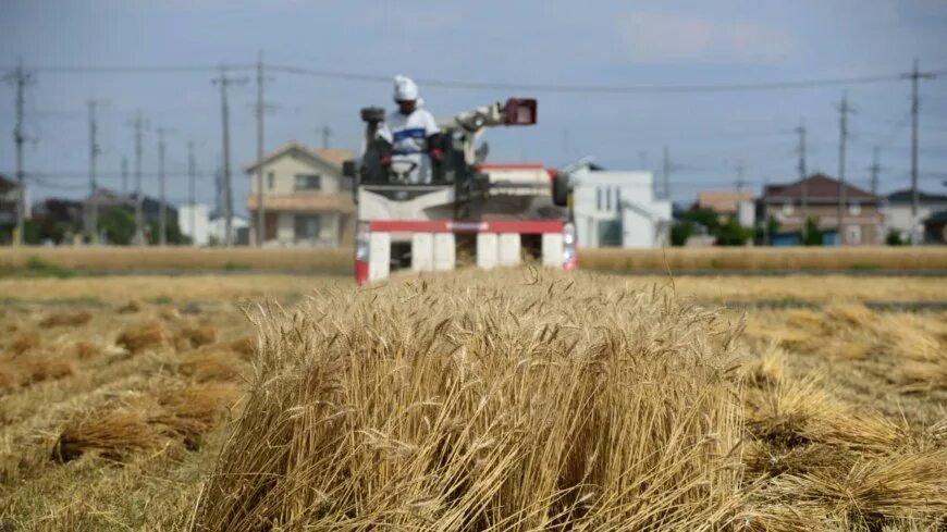 Японская пшеничная. Японский фермер. Фермеры в Японии. Рис пшеница. Механизированная посадка риса.