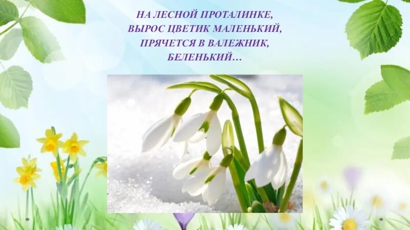 На лесной проталинке вырос. На Лесной проталинке вырос Цветик. На Лесной проталинке вырос Цветик маленький прячется. Подснежник вырос на проталинке.