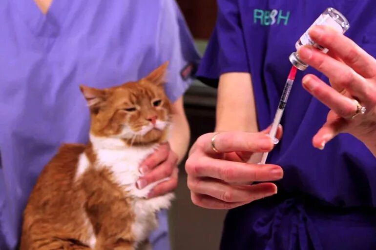 Где сделать бесплатную прививку кошкам. Укол коту внутримышечно. Внутримышечная инъекция кошке.