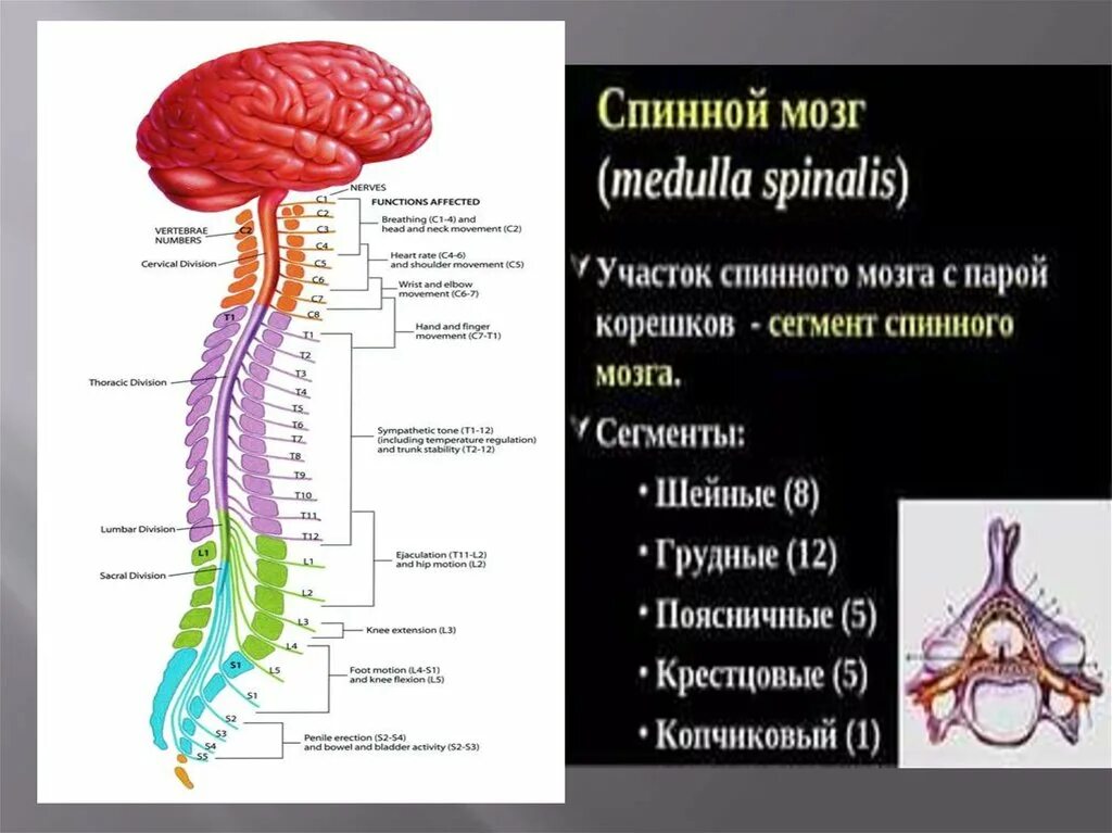 Нервная система человека головной и спинной мозг. Центральная нервная система спинной мозг. Строение сегмента спинного мозга. Шейные сегменты спинного мозга.