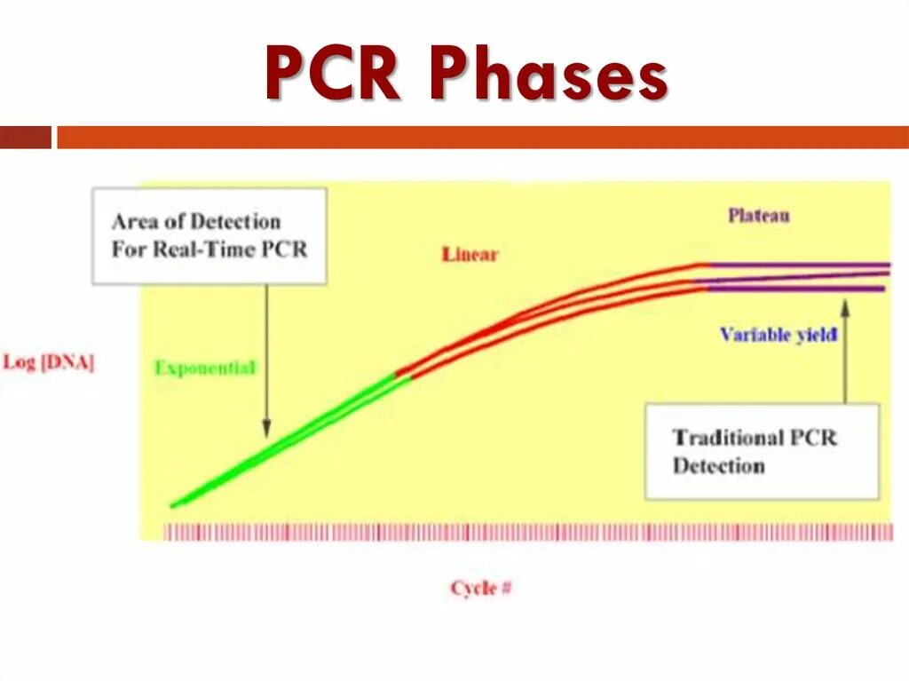 Real time PCR Detection. Real time PCR DNA Amplification. Polymerase Chain Reaction. PCR real time line. Расширенная фаза