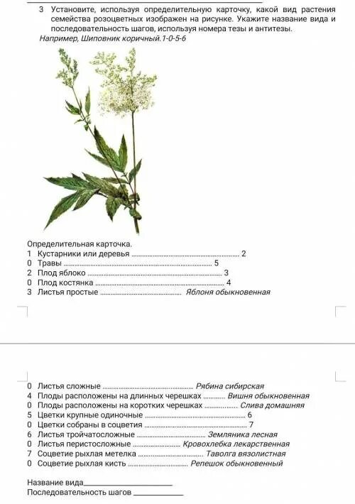 Биология контрольная работа по семействам. Определительная карточка растений семейства крестоцветные. Определительная карточка розоцветных. Карточки-определители растений. Определительная карточка семейство Розоцветные.