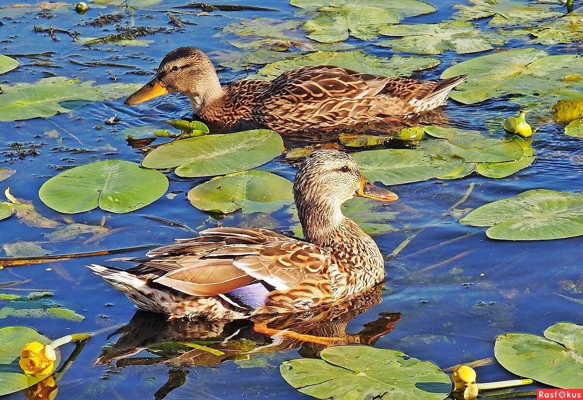 Утки на речке. Утки на речке. Река селезень. Утки на речке. Пресноводная утка.