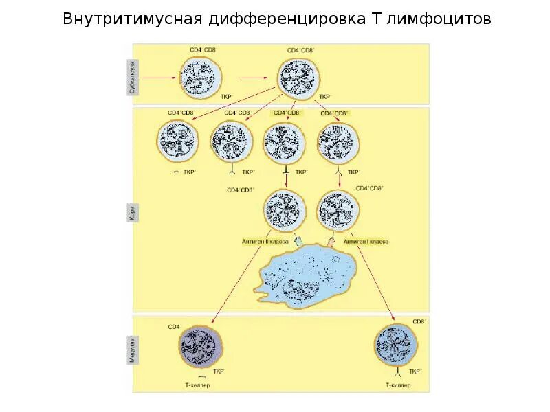 Созревание иммунных клеток. Схема дифференцировки т и в лимфоцитов. Схема онтогенеза т лимфоцитов. Схема дифференцировки в лимфоцитов. Дифференцировка т лимфоцитов иммунология.