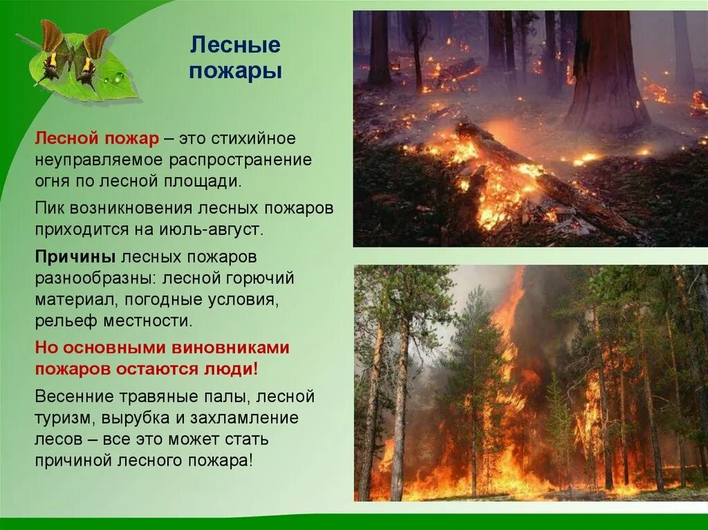 Верховой лесной пожар. Лесные горючие материалы. Лесной горючий материал. Тушение лесных пожаров. Лесной горючий материал.
