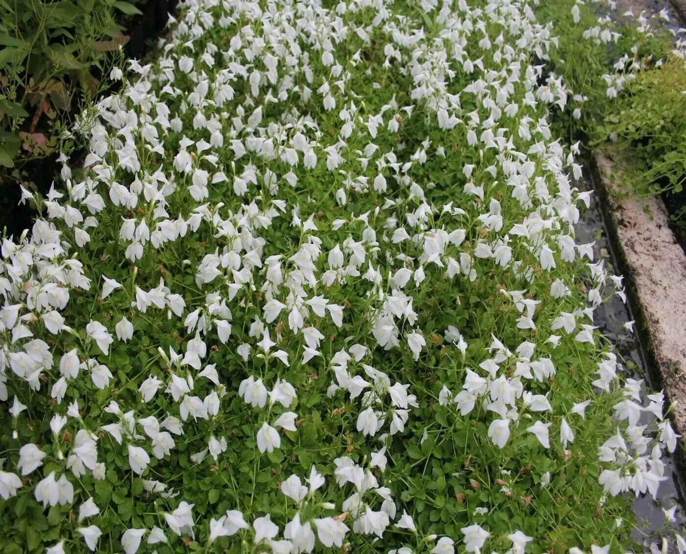 Мазус ползучий. Мазус Альбус. Мазус ползучий Albus. Мазус ползучий (mazus reptans). Мазус купить семена