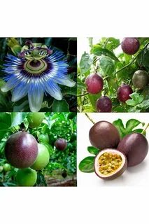 Маракуйя где растет