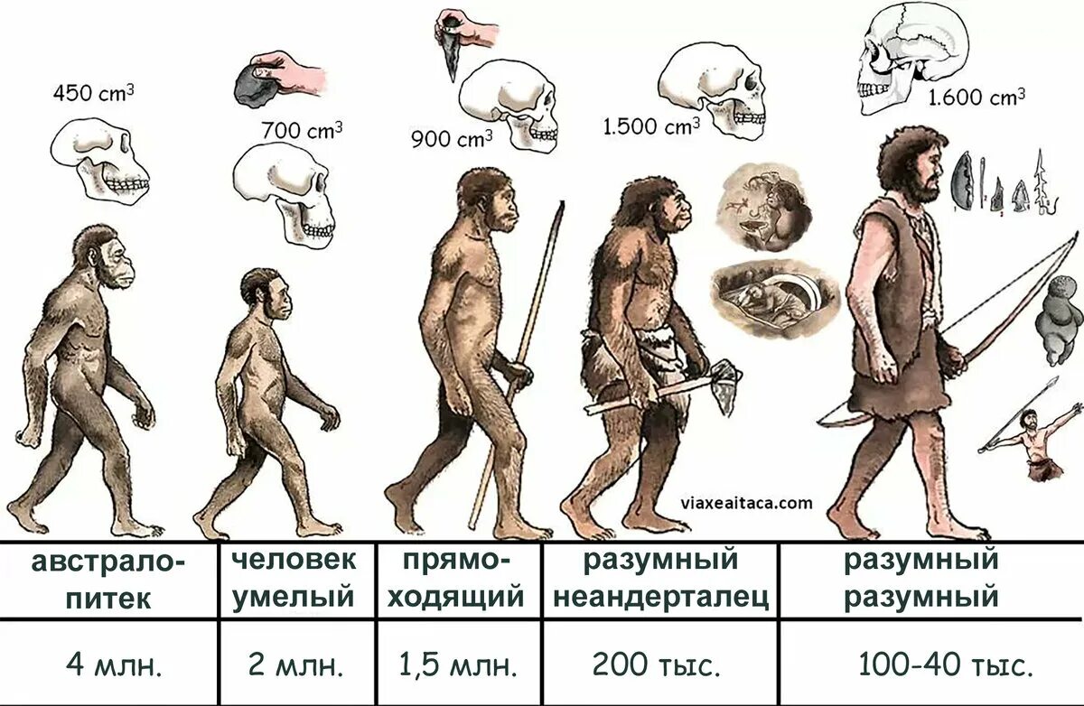 Эволюционные предков человека. Этапы эволюции человека таблица человек прямоходящий. Хомо сапиенс австралопитек Эволюция. Хомо сапиенс человек разумный. Схема эволюции хомо сапиенс.