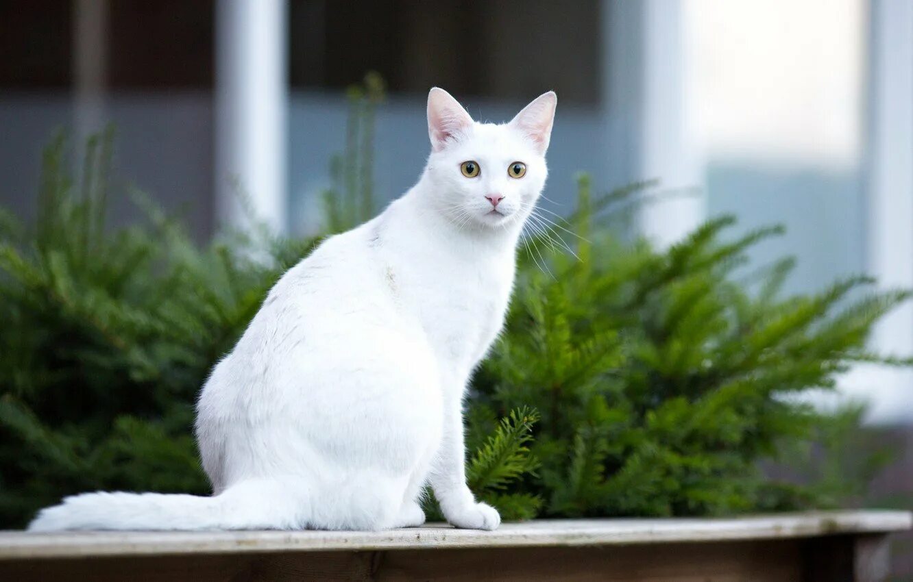 Белые кошечки картинки. Турецкая ангорская кошка короткошерстная. Белая ангорская кошка. Турецкая ангора белая. Турецкая ангора кошка гладкошерстная.