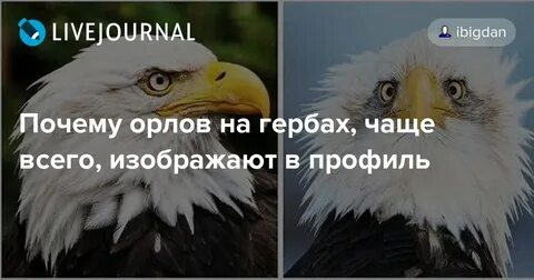 Почему орел