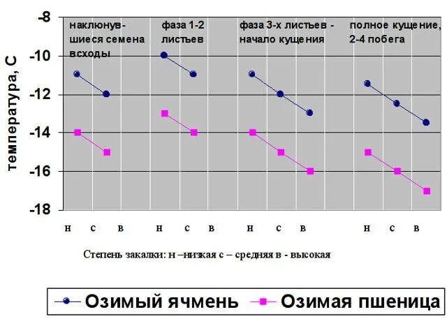 Температура второй фазы. Закалка озимой пшеницы. Закалка озимой пшеницы стадии. Озимые культуры закалка. Фазы закалки озимых.