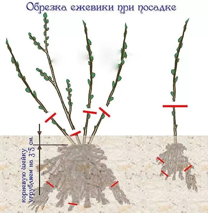 Обрезка при какой температуре. Схема формирования куста ежевики. схема посадки ежевики садовой. схема обрезки ежевики осенью. обрезка ежевики весной схема.
