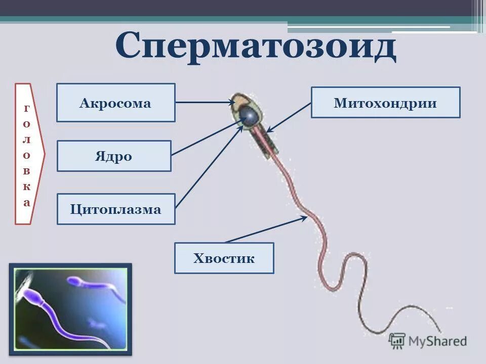 Сколько ядер в спермии