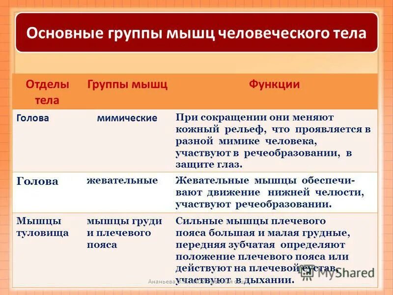 Функции отделов тела. Основные группы мышц таблица. основные группы мышц человеческого тела таблица. группы мышц мышцы функции. основные группы мышц и их функции таблица.