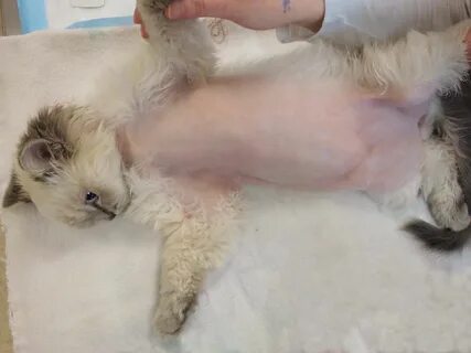 Пупок у кота