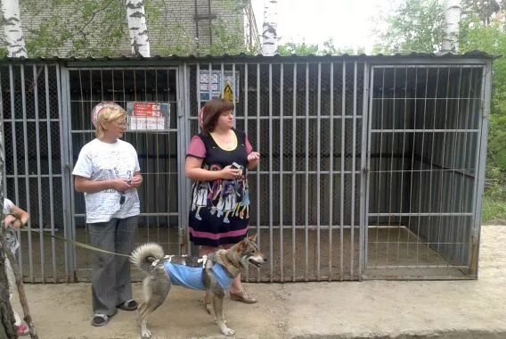 лохматый друг заречный пензенской