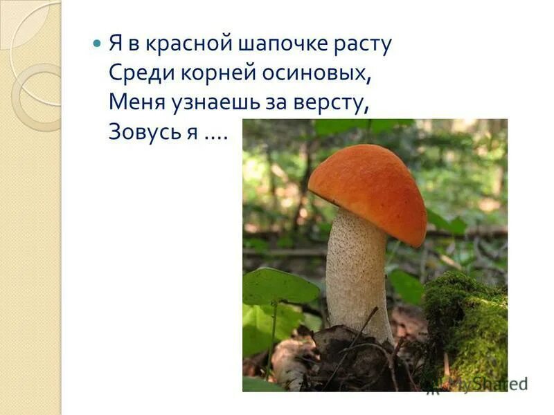 под осиной корень