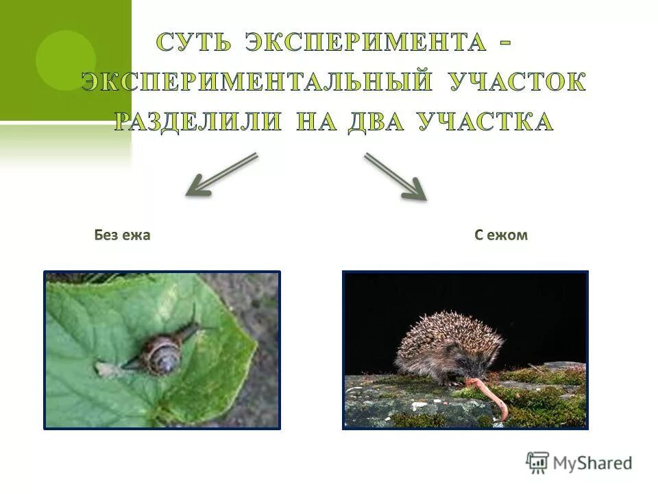 Отметьте среду обитания ежа. Отметьте среду обитания ежа биология.