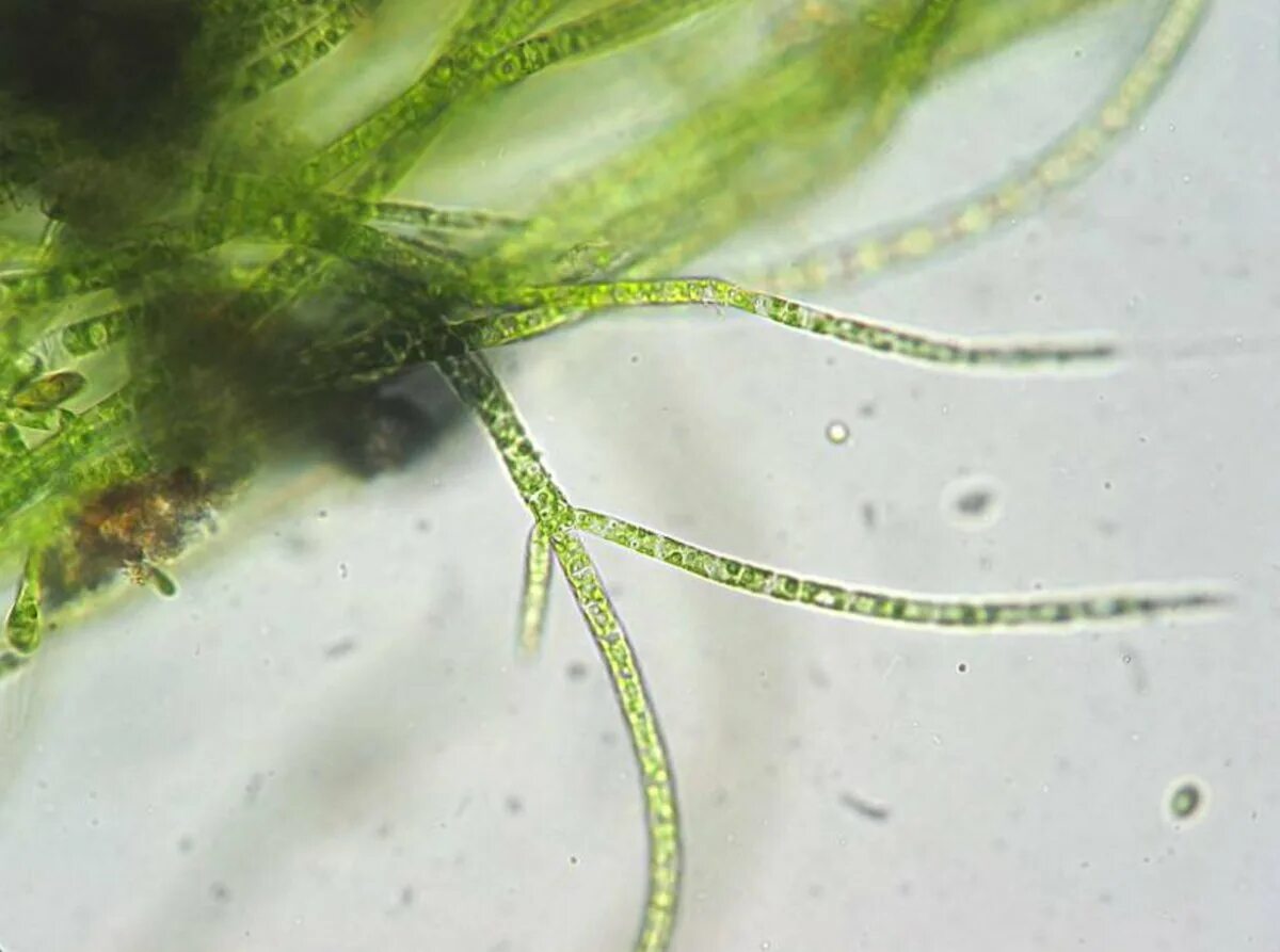 Ризоиды хламидомонада. Хламидомонада и спирогира. Одноклеточные харовые водоросли. Сценедесмус водоросль.