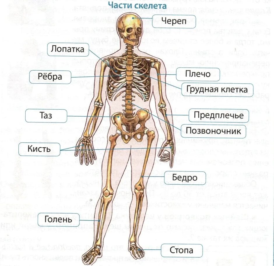 Внешнее строение скелета человека. Строение человека кости скелета. Строение костей, строение скелета.. Название скелета человека и кости для 4 класса.