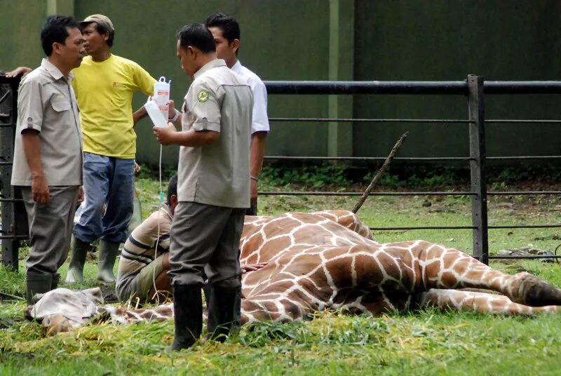 Animals treated
