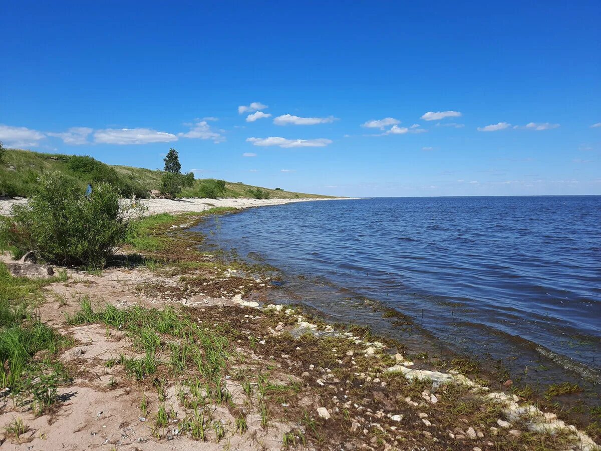 С ильмень озера ребятня. Озеро Ильмень Коростынь. Озеро Ильмень Новгородская. Берег озера Ильмень Коростынь. Ильменский глинт Коростынь.