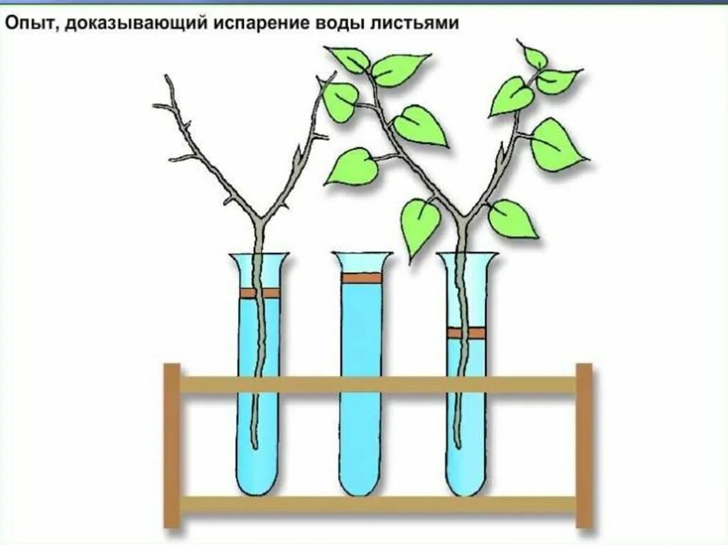 Транспирацию испарение воды. Опыт испарение воды растениями. Опыт доказывающий испарение воды листьями. Биология опыт испарение воды листьями. Опыты испарение воды листьями растений.