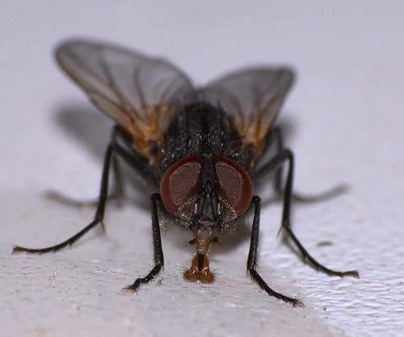 Домовая Муха (muscina stabulans). Муха жигалка. Жигалка обыкновенная. Musca domestica комнатная Муха.