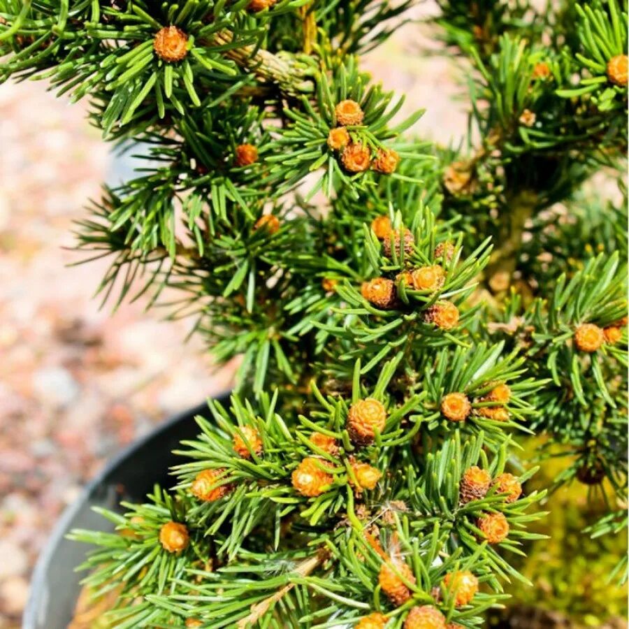 Ель колючая Lucky Strike. Ель колючая (Picea pungens Lucky Strike. Ель колючая лаки страйк. Ель pungens Lucky Strike.