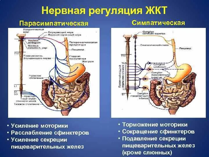 Нервная регуляция моторной функции желудка. Свинктнеры желудочнокиечного тракта. Нервная регуляция сыинктеров кишечник. Вегетативная иннервация желудочно кишечного тракта. Адреналин кишечник