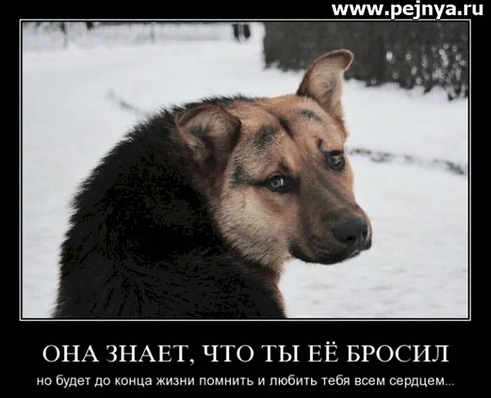 Я снова боюсь собак и оставаться. Я снова боюсь собак и оставаться. Любите животных. Юмор про собак. Как перестать бояться собак.