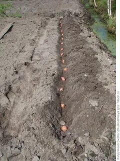 Расстояние между рядками при посадке картофеля