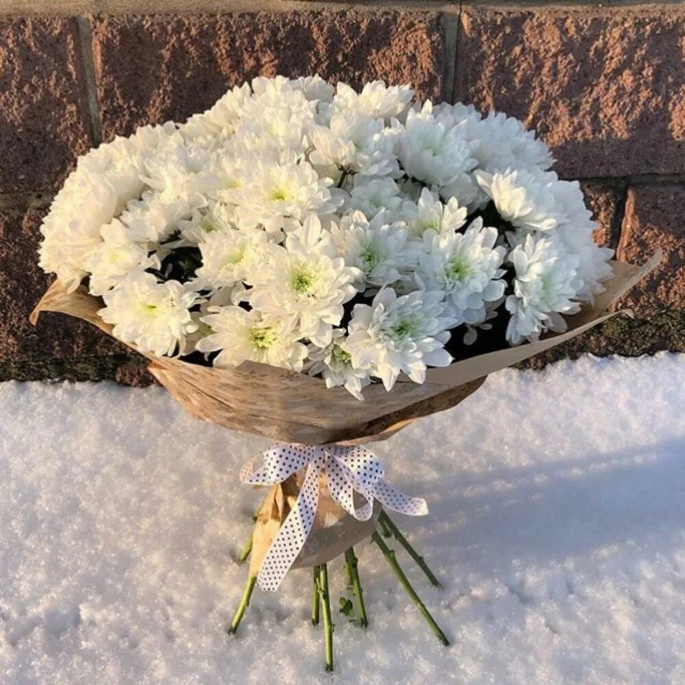 Зимний букет из хризантем. Букет хризантем зимой. Хризантема белая (8j-13gs0001). Астры на подоконнике. Букет хризантем зимой.