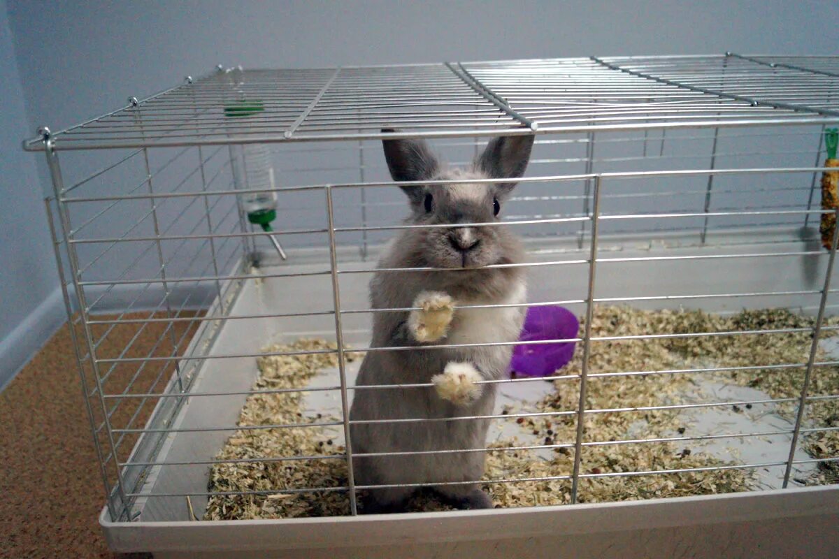 Клетка для кролика декоративного. Декоративный кролик. Кролик домашний декоративный. Декоративный кролик в квартире. Завести ли кролика