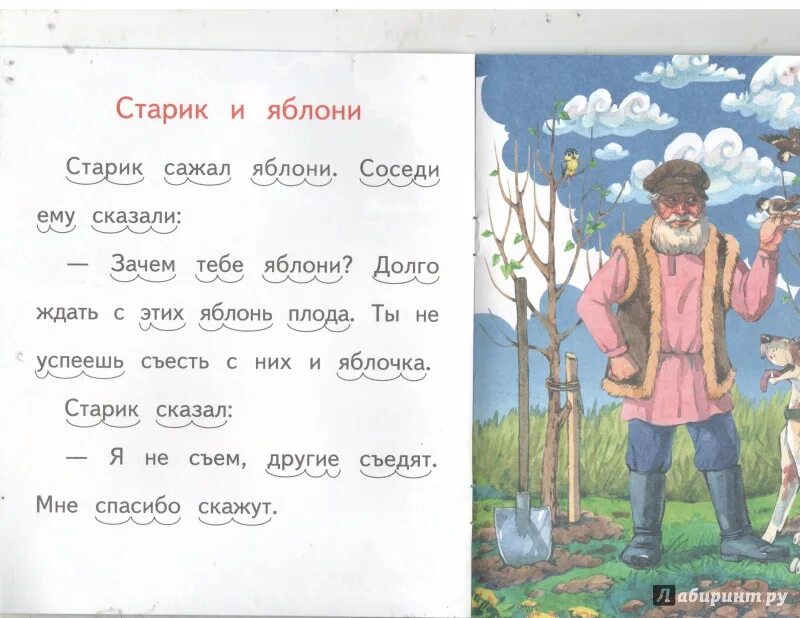 Читать рассказ старик. Лев толстой старик и яблони. Л.толстой " старик и яблоки". Старик сажал яблони толстой. Рассказ старик и яблони.