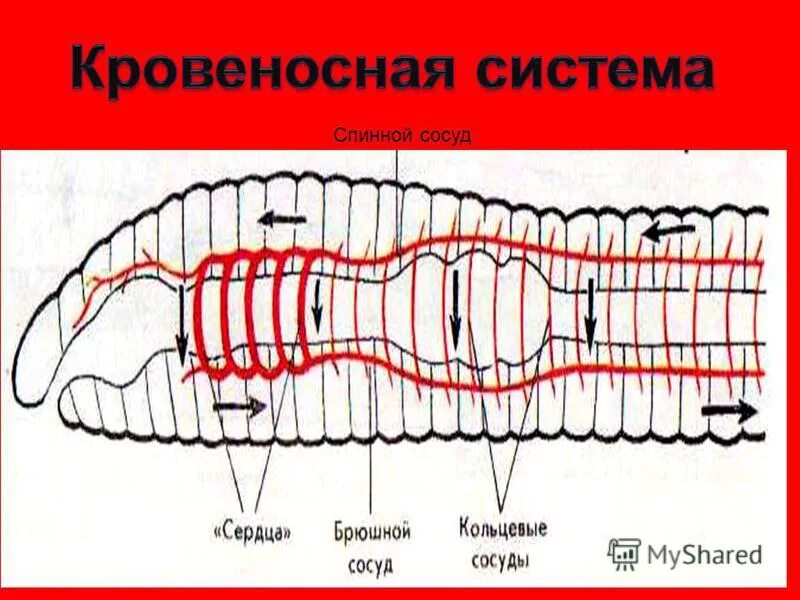 Передний и задний конец червя. Кровеносная система червя. Кровеносная система кольчатых червей. Сердце кольчатого червя. Кольчатые черви кровеносная система.