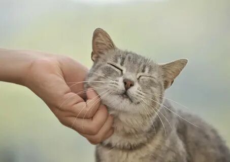 Фото petting