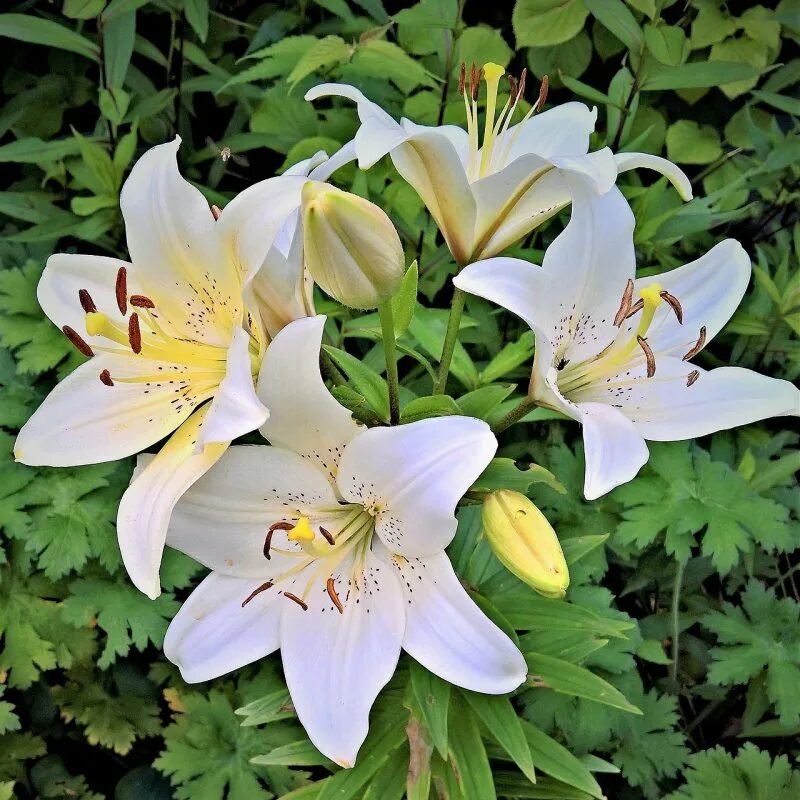 Сколько стоят цветы лилии. Лилия Королевская регалия. Лилия Королевская белая. Лилия Navona. Лилия Королевская (Lilium Regale).