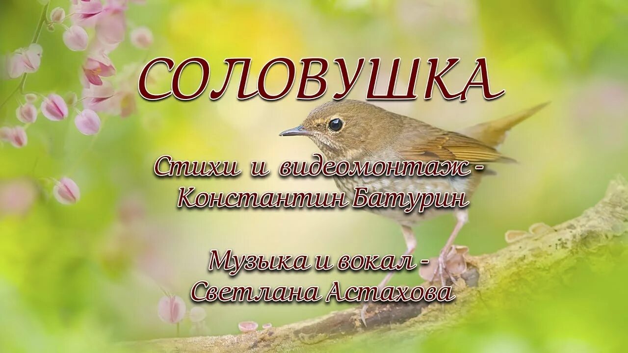 Соловушки текст. Соловей Соловушка. Соловушка картинка. Стих Соловушка. Соловей Соловушка стихотворение.