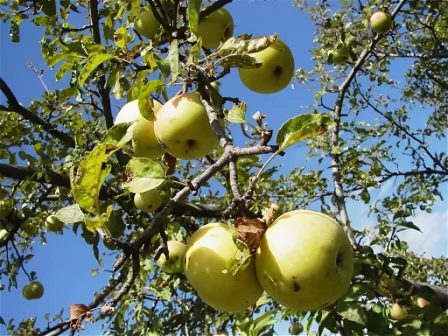 яблоки в саду поспели. яблоки зреют ароматные. в намангане яблоки зреют ароматные. в намангане яблоки зреют ароматные. яблоки созрели.