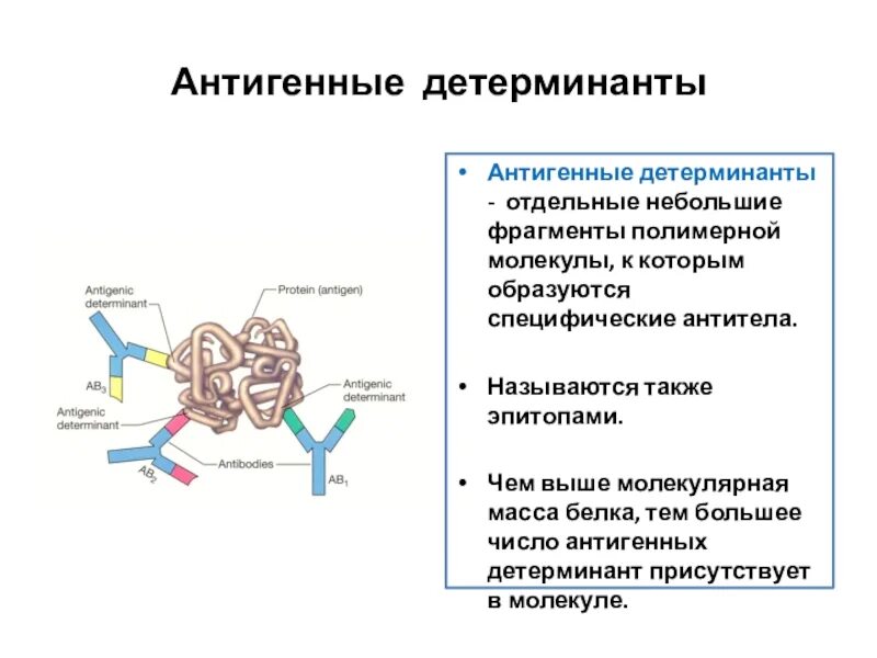 Центр антитела