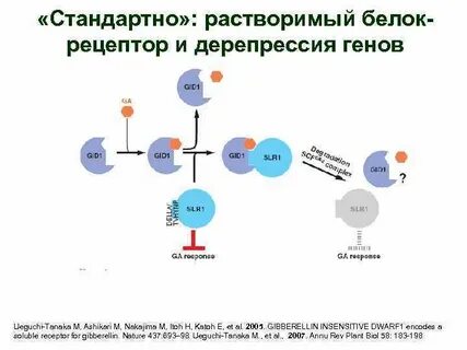 Индукция и репрессия генов