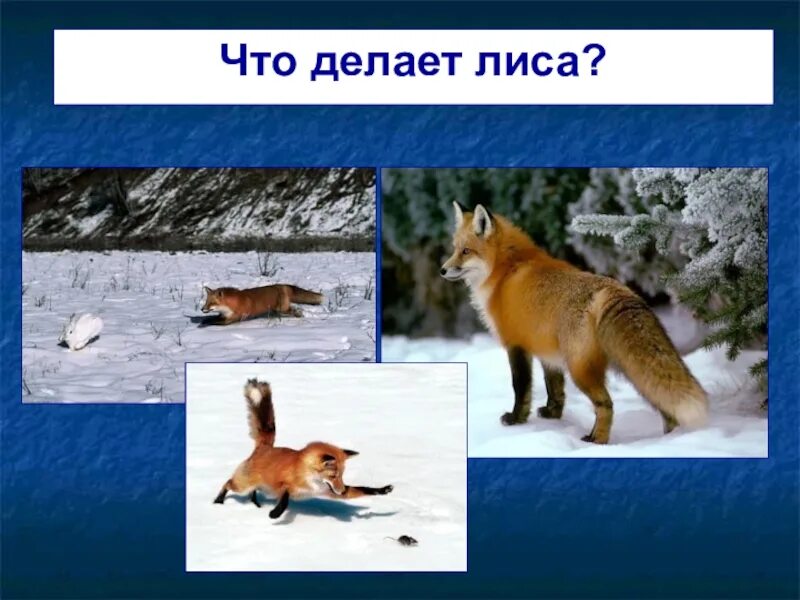Лиса делает запасы на зиму. Лиса что делает. лиса делает запасы на зиму или нет. что может делать лиса.