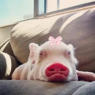 Pig 1