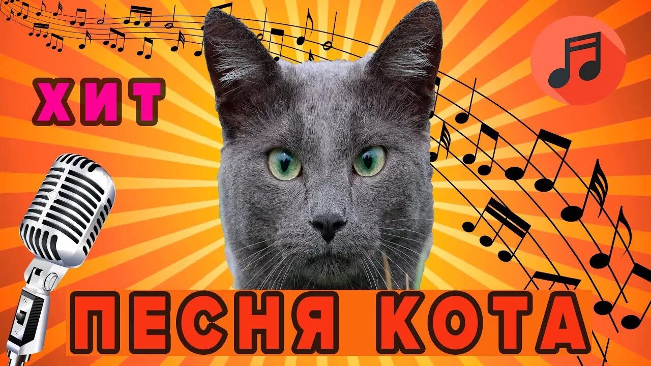 Поющие коты. Кот хит. Кот поет. Кот поет песню.