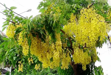 Golden shower
