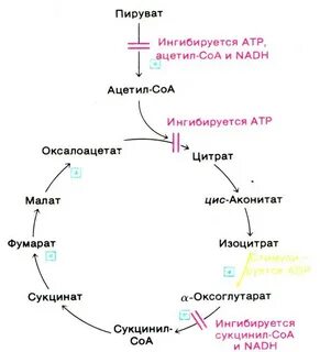Пируват