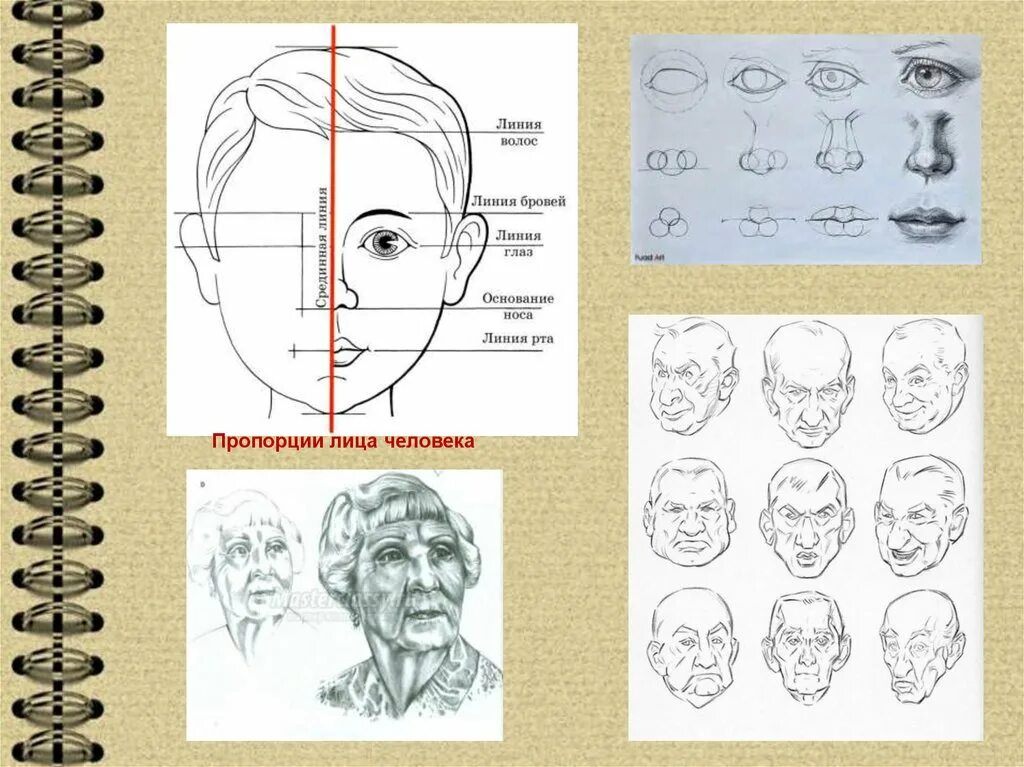 Портрет человека презентация 3 класс. Пропорции лица человека для рисования. Изо пропорции лица человека. Портрет пропорции лица. Пропорции лица человека рисунок.