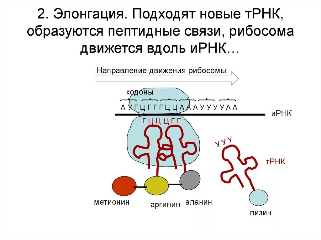 Взаимосвязь ядра и рибосом. Рибосома движется по ИРНК. Движение рибосомы по РНК. Движение рибосомы по ИРНК. ТРНК.