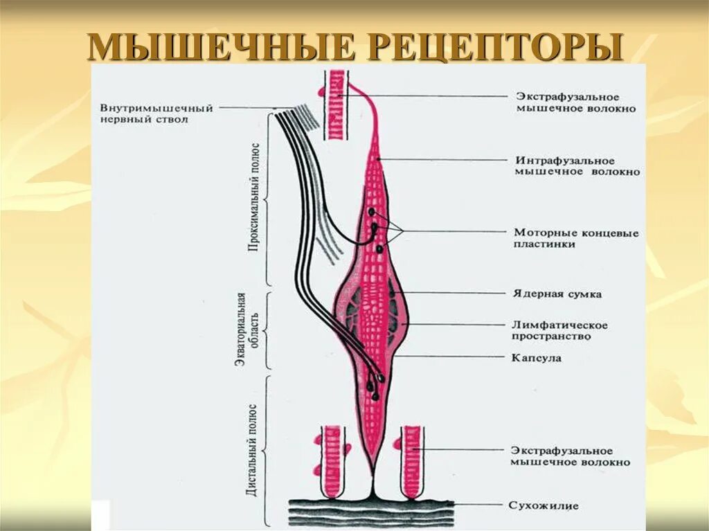 Рецепторы мышечного чувства расположены в. Рецепторы растяжения мышечные веретена. Строение мышечного веретена физиология. Строение нервно мышечного веретена. Мышечные веретена и сухожильные рецепторы.